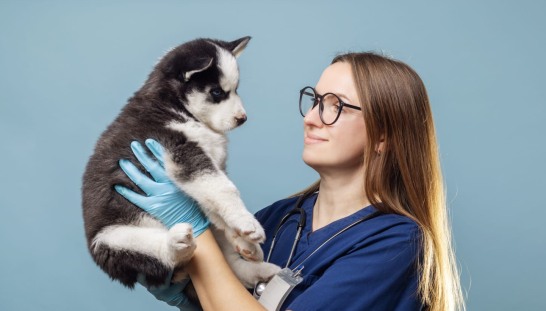 valp veterinär